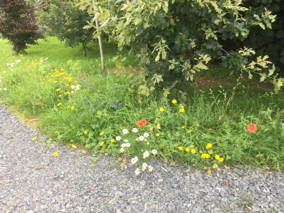 An Bothan-Cosy Cottage In The Cooley Mountains Dundalk Exterior foto