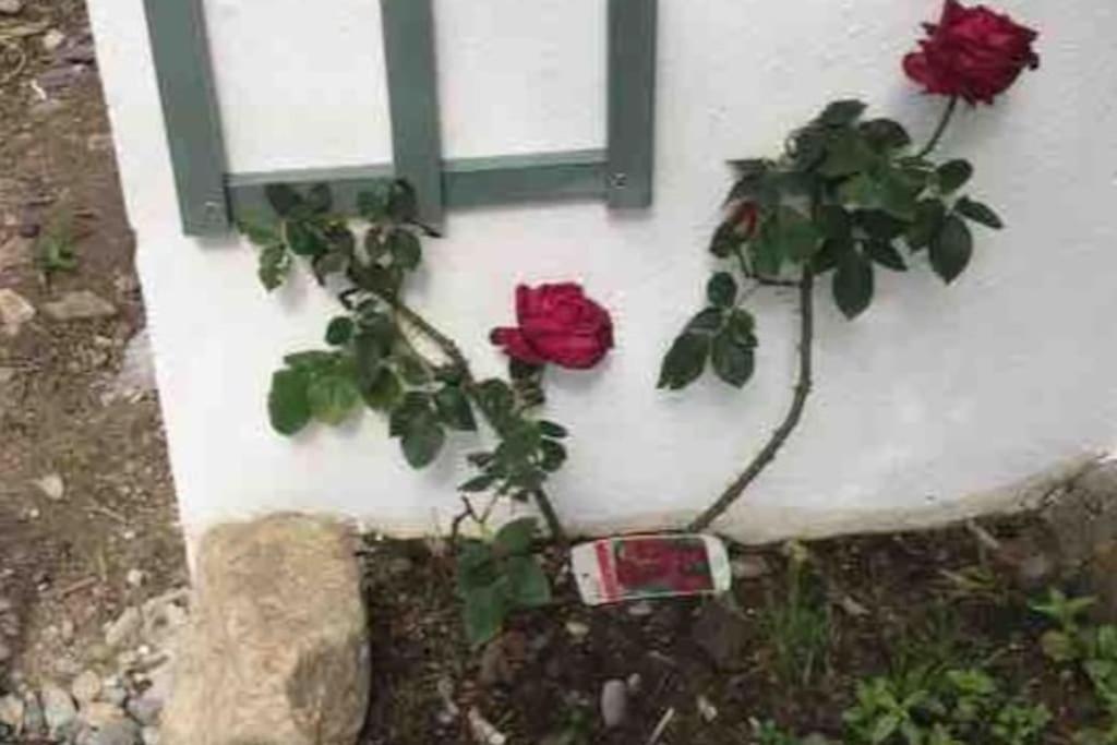 An Bothan-Cosy Cottage In The Cooley Mountains Dundalk Exterior foto